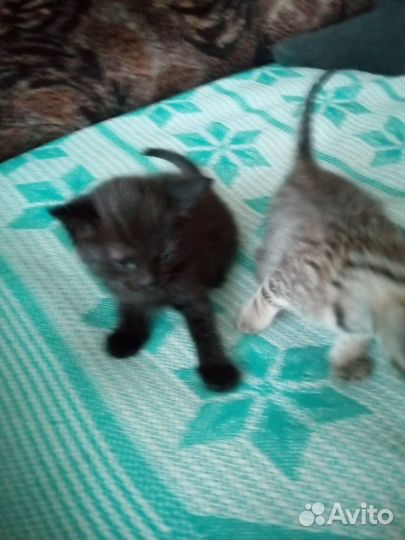 Котята в добрые руки две девочки и один мальчик