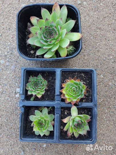 Каменная роза