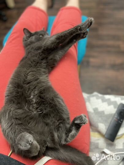 Передержка кошек на время отпуска