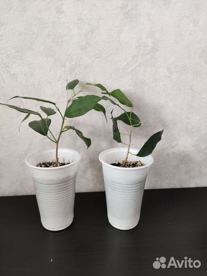 Фикус бенджамина высота 86см от пола