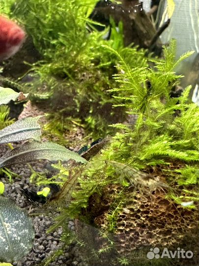 Креветки аквариумные