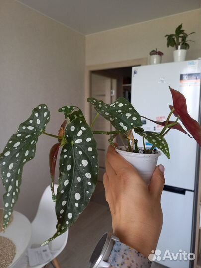 Бегония макулата