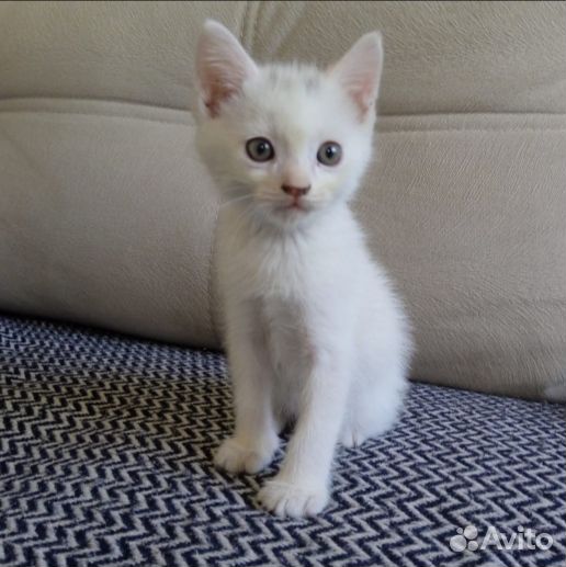 Котята