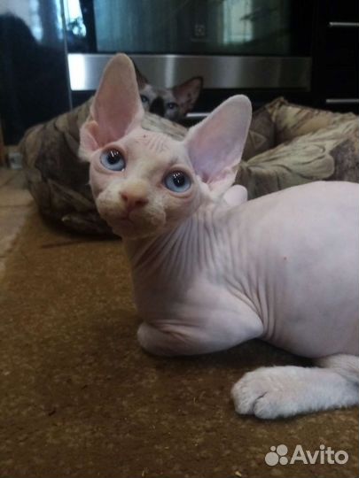 Канадский сфинкс