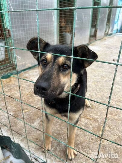 Собака в добрые руки отдам бесплатно