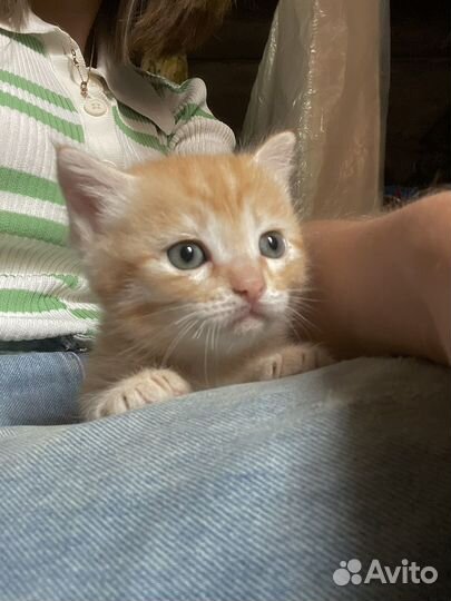 Рыжее солнышко котенок