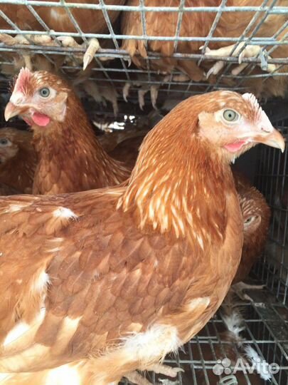 Куры молодки