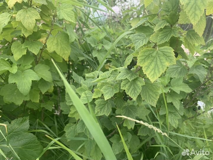 Листья смородины