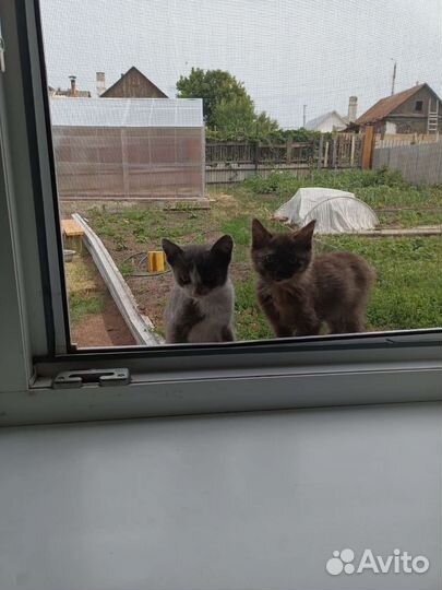 Котенок в дар бесплатно