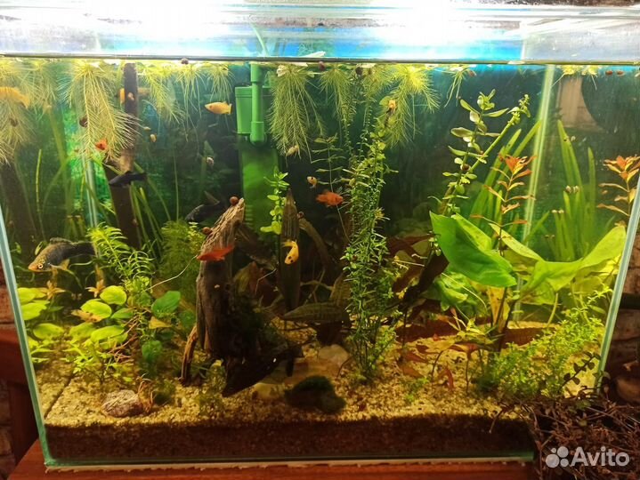 Аквариумные растения