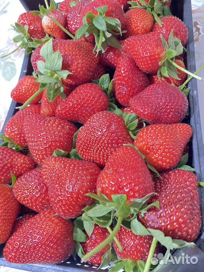 Свежая Клубника