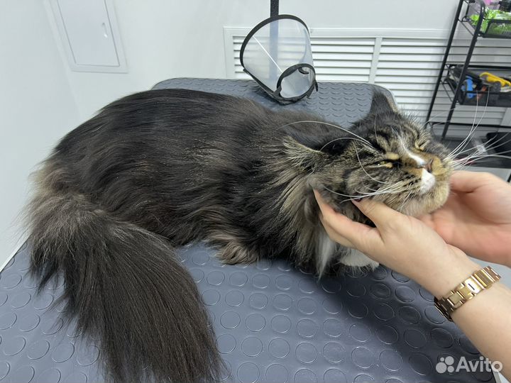 Груминг-студия Lucky Dog