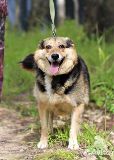 Собака в добрые руки