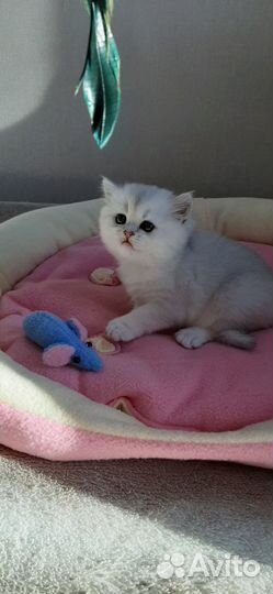 Котята шотландские