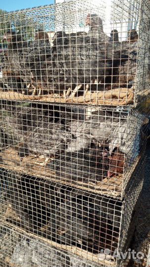 Несушка Хайсекс Браун, Доминант, Минорка