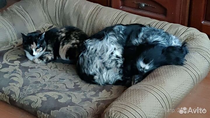 Передержка для собак