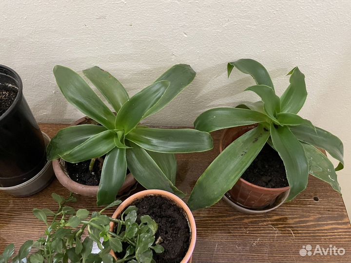 Растение золотой ус