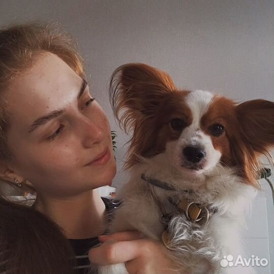 Передержка собак