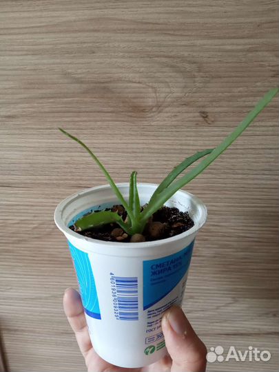 Алоэ древовидное (лечебное)