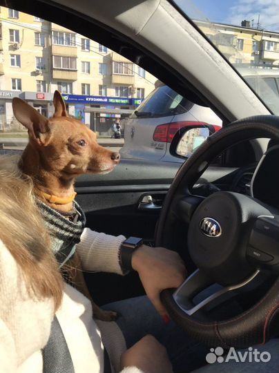 Передержка животных,птичек,грызунов и насекомых