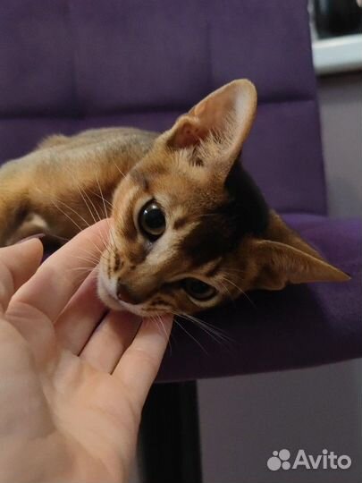 Кот вашей мечты