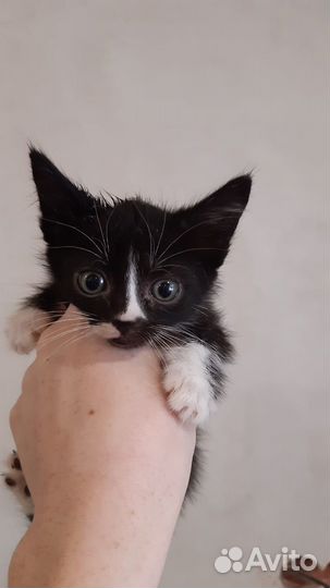 Котята