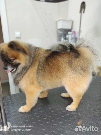 Стрижка собак и кошек. Чистка зубов. Тримминг