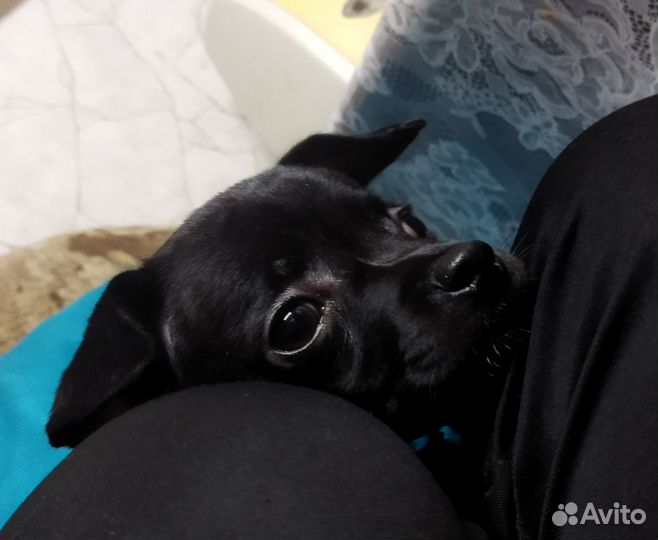 Продам щенка