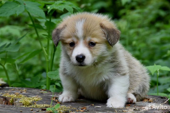Вельш корги пемброк щенки