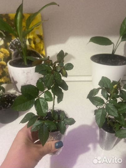 Комнатные растения розы