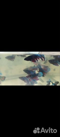 Рыбки в аквариум