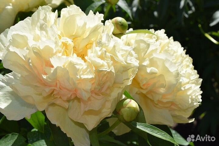 Пион Санни Гёрл