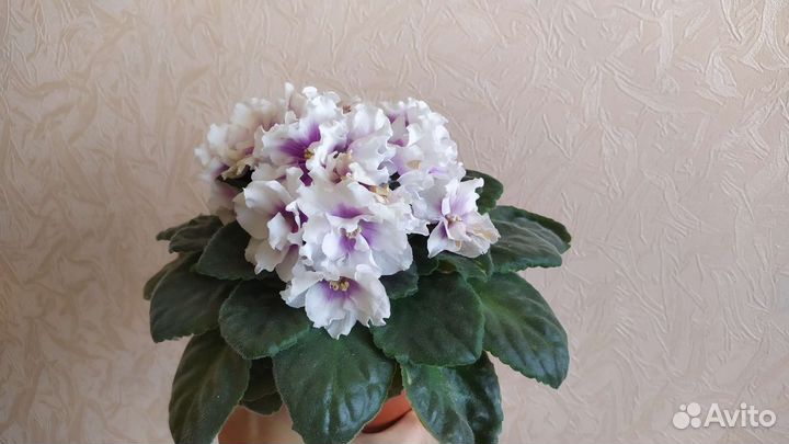 Фиалка комнатная (сенполия)