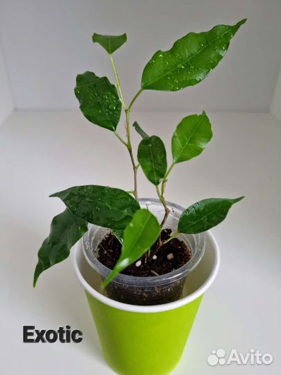 Фикусы сортовые