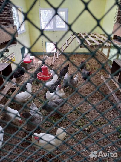 Домашние куриные яйца