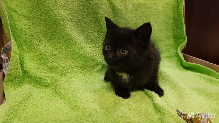 Поночка (девочка, 1,5 месяца)