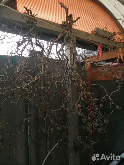 Ветви ред лещины для творчества