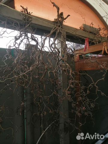 Ветви ред лещины для творчества