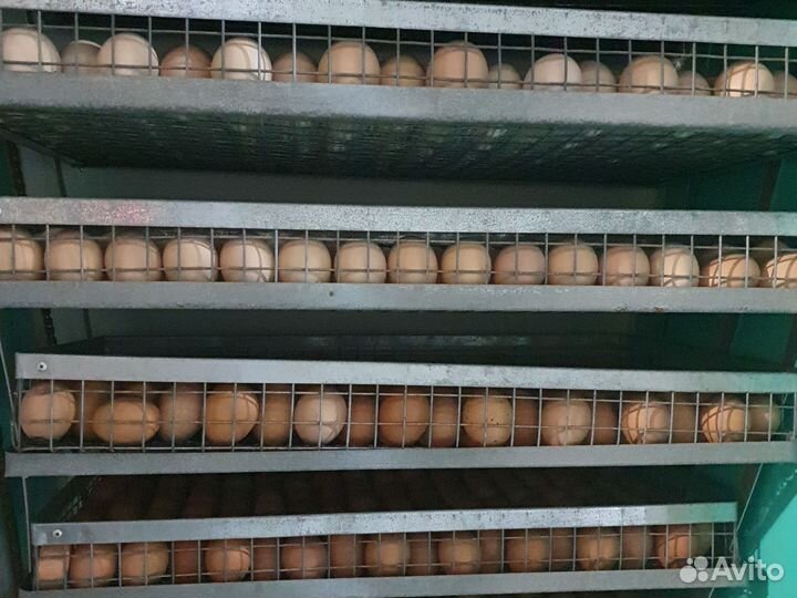 Инкубационное яйцо индейка бройлер утка