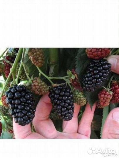 Ежевика, Крыжовник, Малина, саженцы новинки