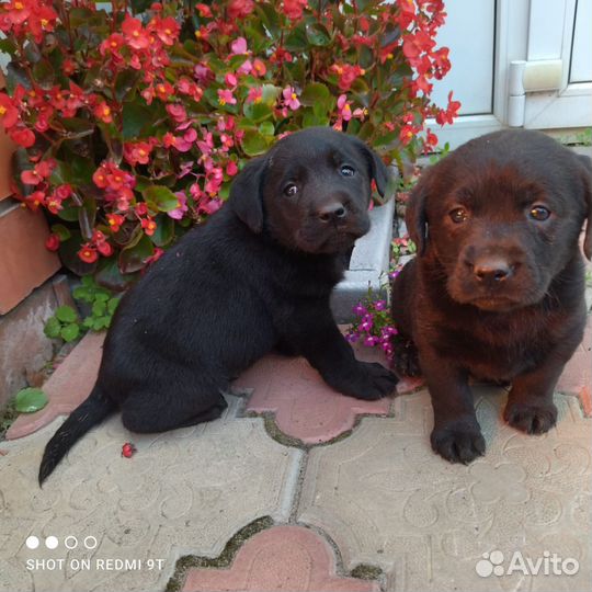 Щенки лабрадора