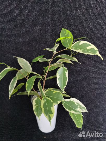 Фикус бенджамина