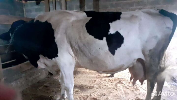 Корова, молочная