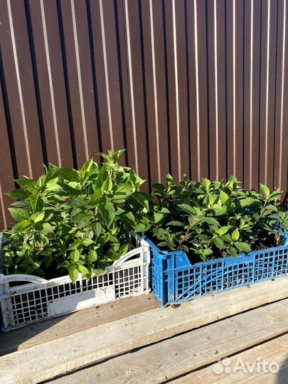 Саженцы гортензии метельчатой