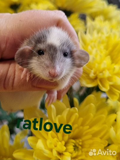 Крысята дамбо малыши
