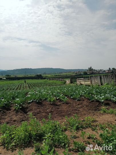 Продам капусту выращиваем село елизаветино