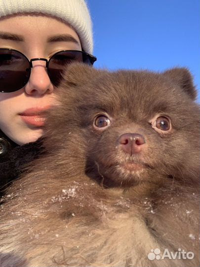 Немецкий шпиц мини вязка