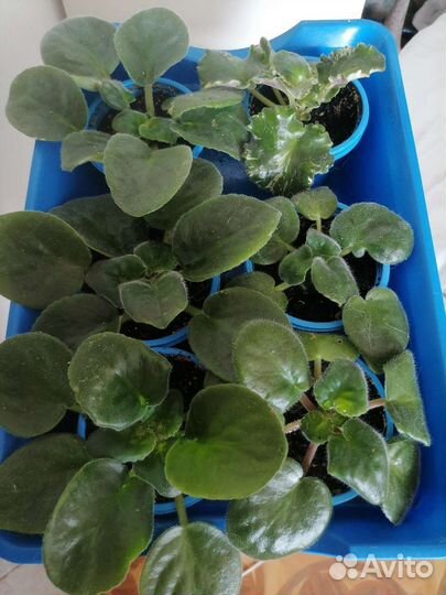 Алоэ вера отростки, Дихондра, Фиалки