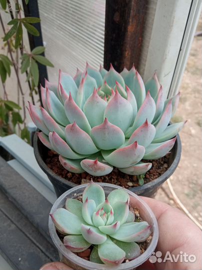 Эхеверия суккуленты