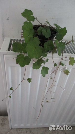 Цимбалярия постенная